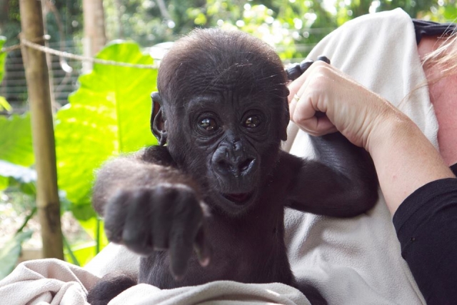  Baby Gorilla